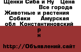 Щенки Сиба и Ну › Цена ­ 35000-85000 - Все города Животные и растения » Собаки   . Амурская обл.,Константиновский р-н